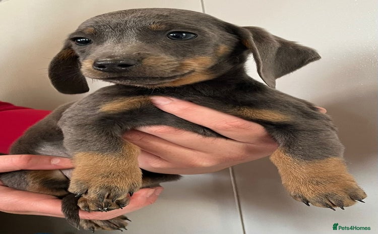 Dachshund dogs - Advert 4