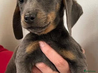 Dachshund dogs - Advert 2