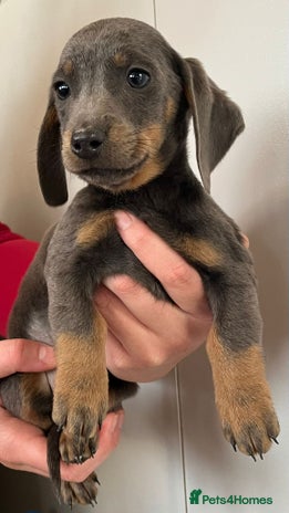 Dachshund dogs - Advert 4