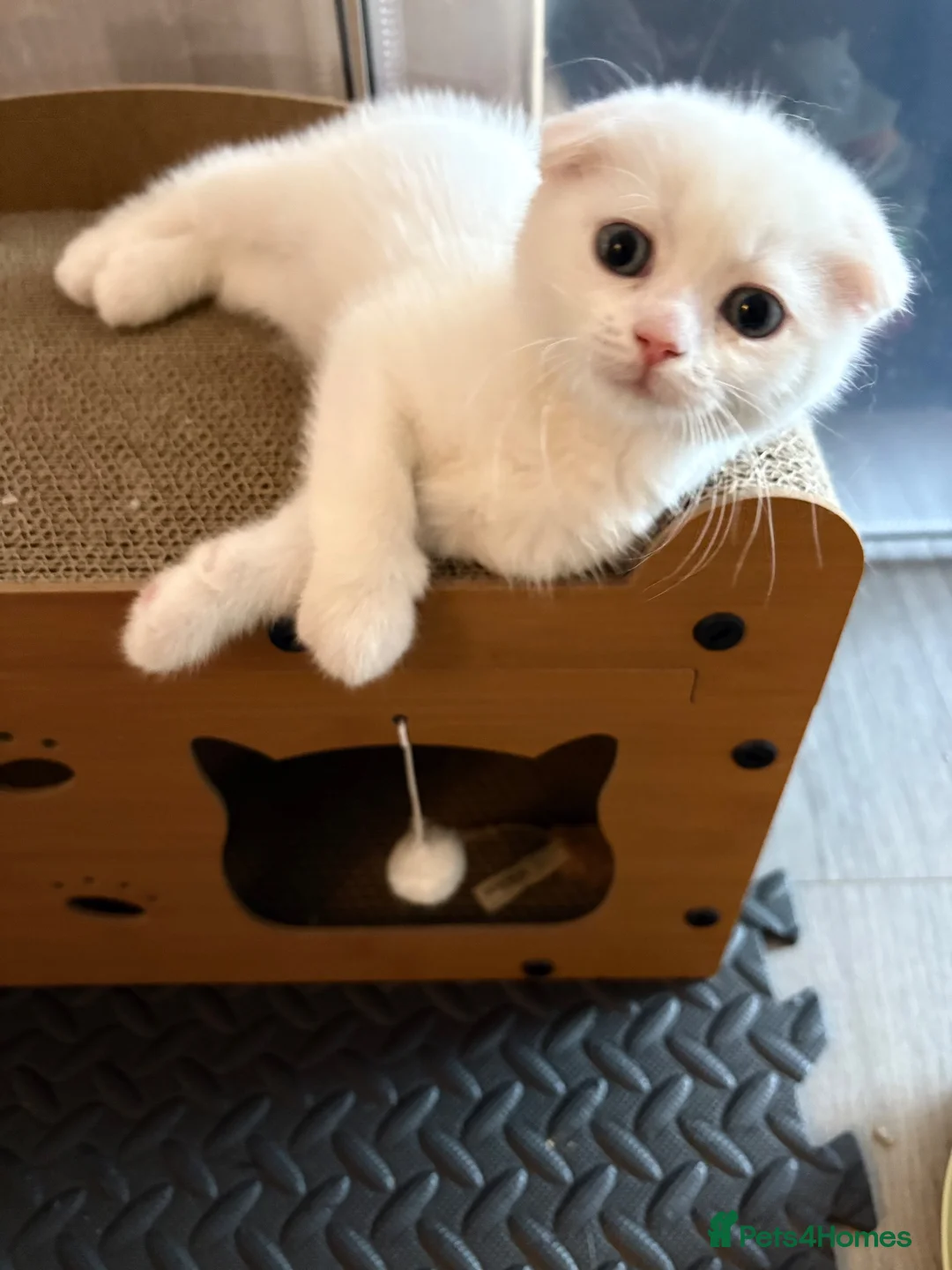 Scottish Fold cats for sale: Beautiful little Fold fur babies.  - Advert 2