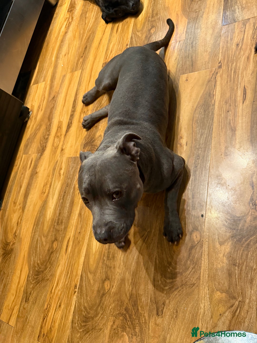 Staffordshire Bull Terrier dogs for sale: Lovely kc reg Staffordshire bull terrier puppies  - Image 35