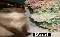 Mixed Breed cats for sale: Beautiful kittens Ready now Open to offers  in Chester - Image 36