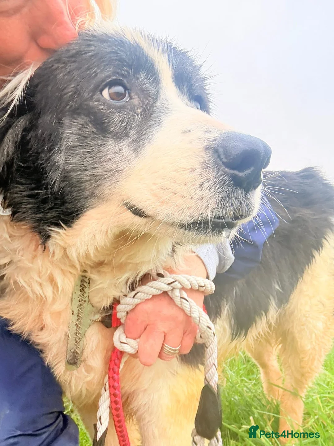 Mixed Breed dogs for adoption: Spiky - Norwich Norfolk  - Advert 2