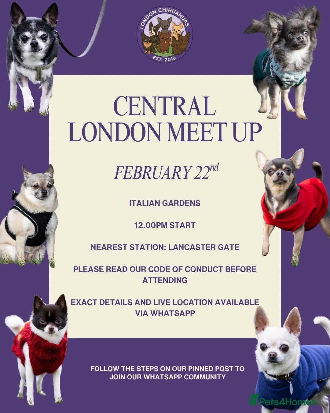 Chihuahua dogs FOR STUD ONLY  - Advert 1