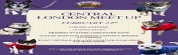 Chihuahua dogs for stud: FOR STUD ONLY  - Advert 1