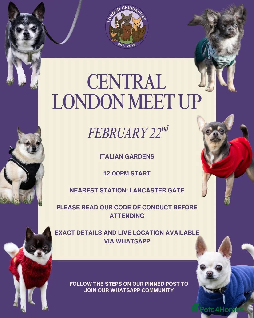 Chihuahua dogs for stud: FOR STUD ONLY  - Advert 1