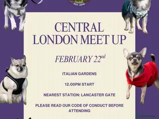 Chihuahua dogs FOR STUD ONLY - Advert 1