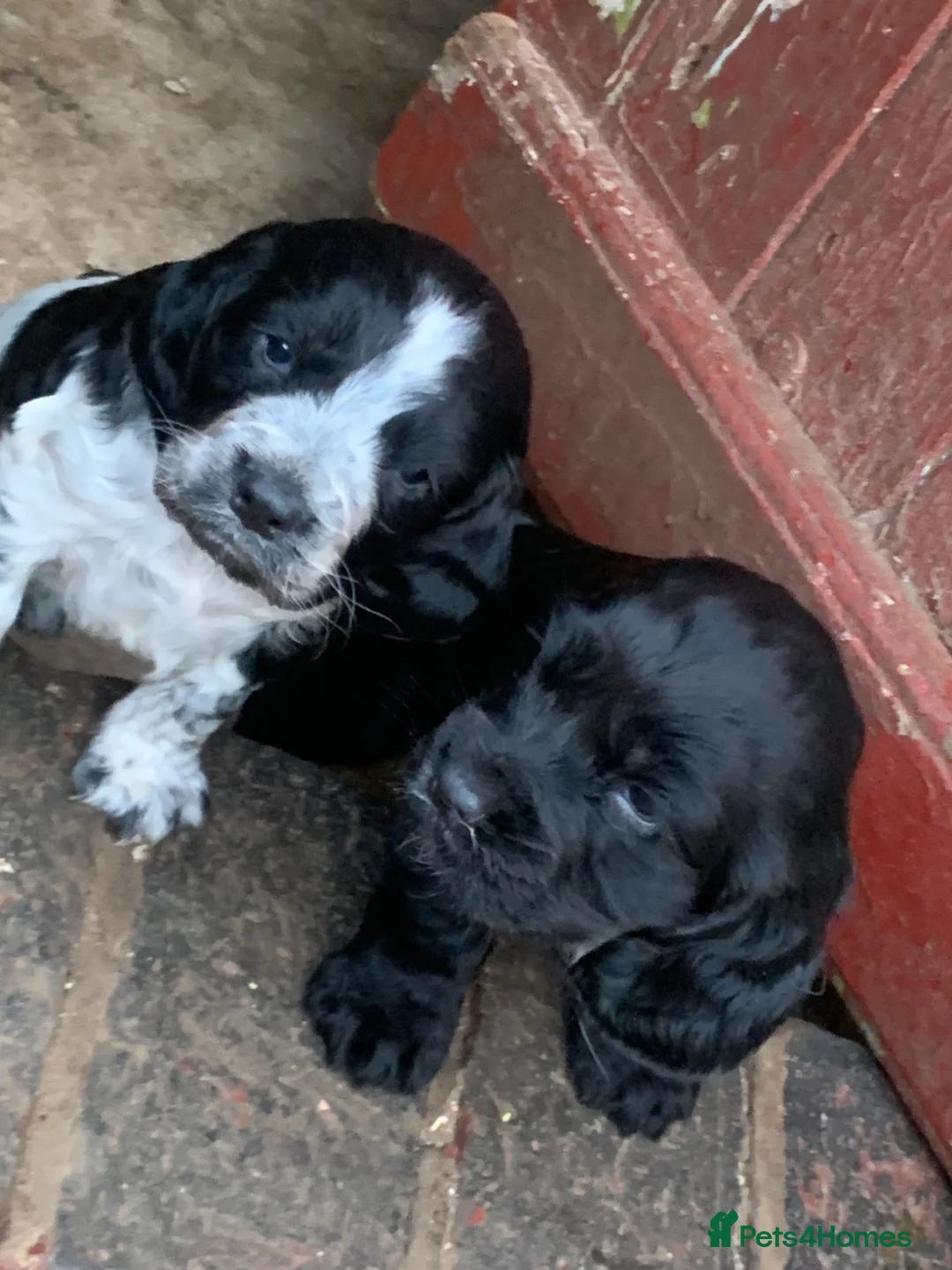 Cocker Spaniel dogs for sale: Cockers   - Advert 1