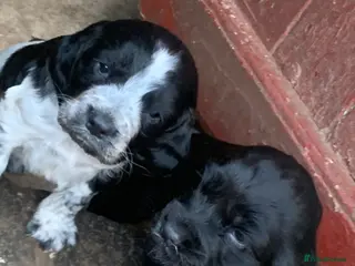 Cocker Spaniel dogs Cockers - Advert 8