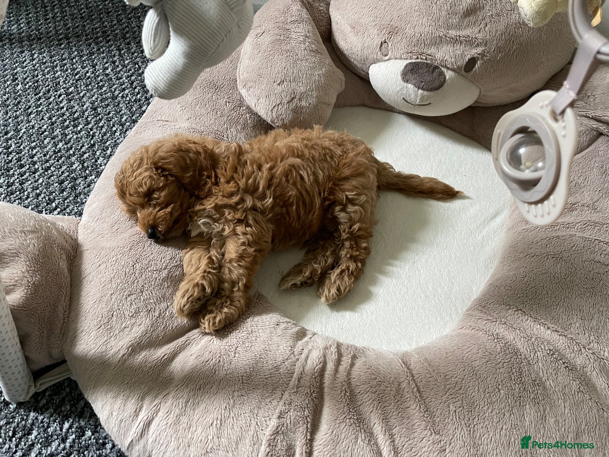Cavapoo dogs for stud: Teddy – Available for Stud in Romford - Advert 13
