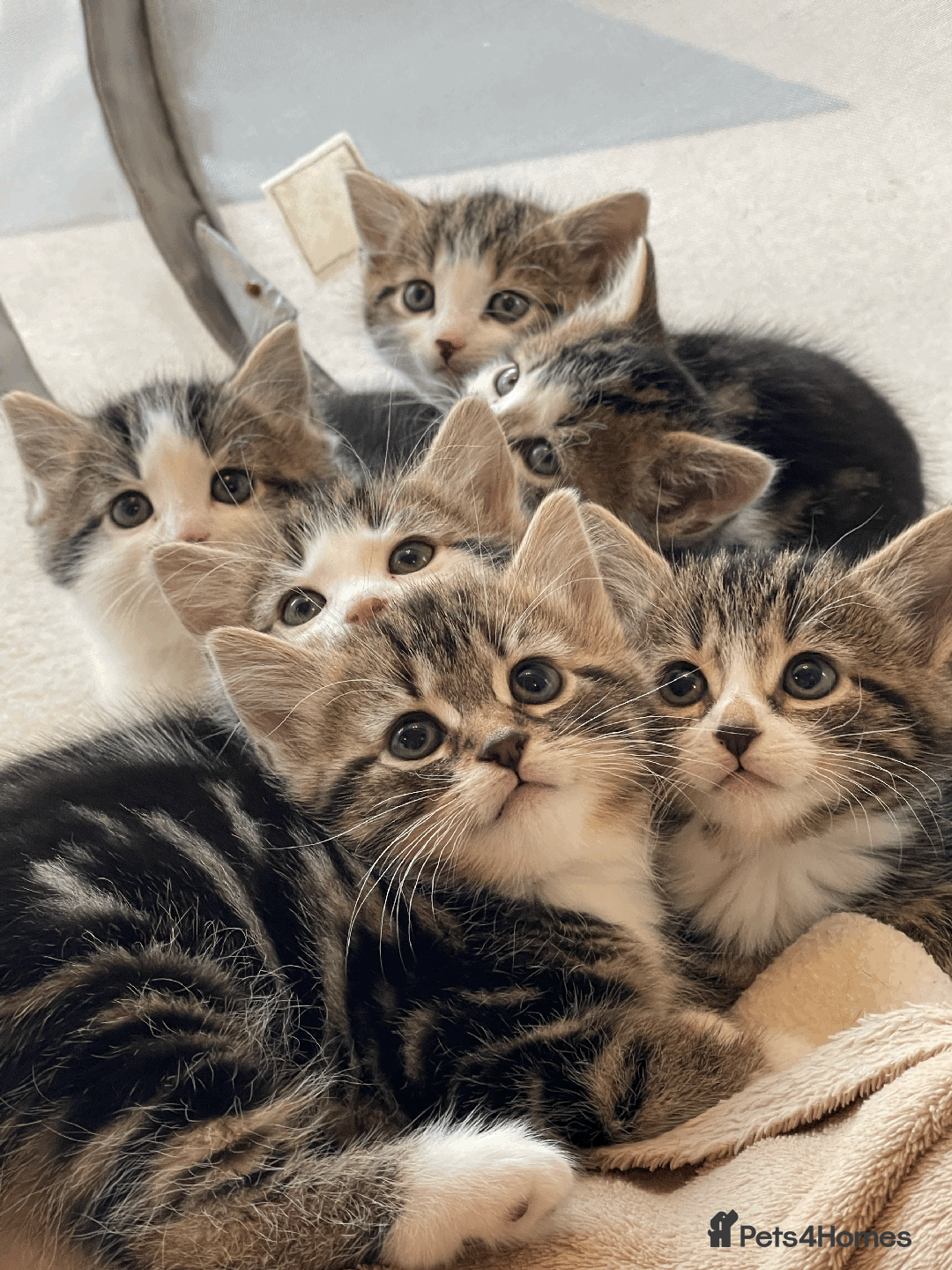 Mixed Breed cats for sale: Beautiful mixed tabby kittens - Image 7