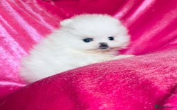 Pomeranian dogs for sale: Stunning teddybear face Boys Ready🌟 - Advert 7