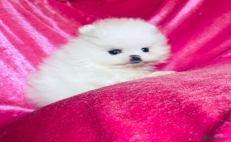 Pomeranian dogs - Advert 13