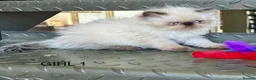 Persian cats for sale: TWO BEAUTIFUL GIRL READY FOR RESERVE!!! - Advert 5