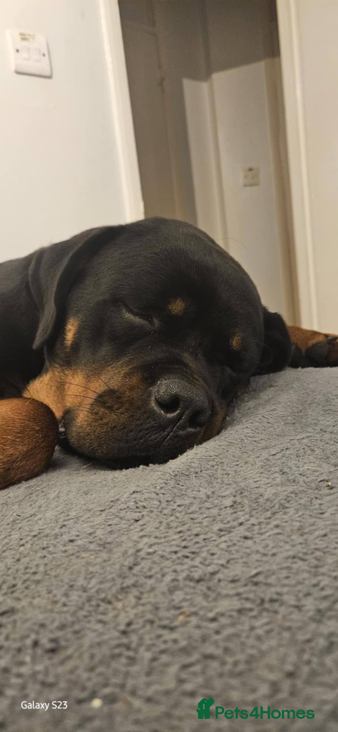 Rottweiler dogs for sale: 2 and a half year old female Rottweiler  - Advert 4