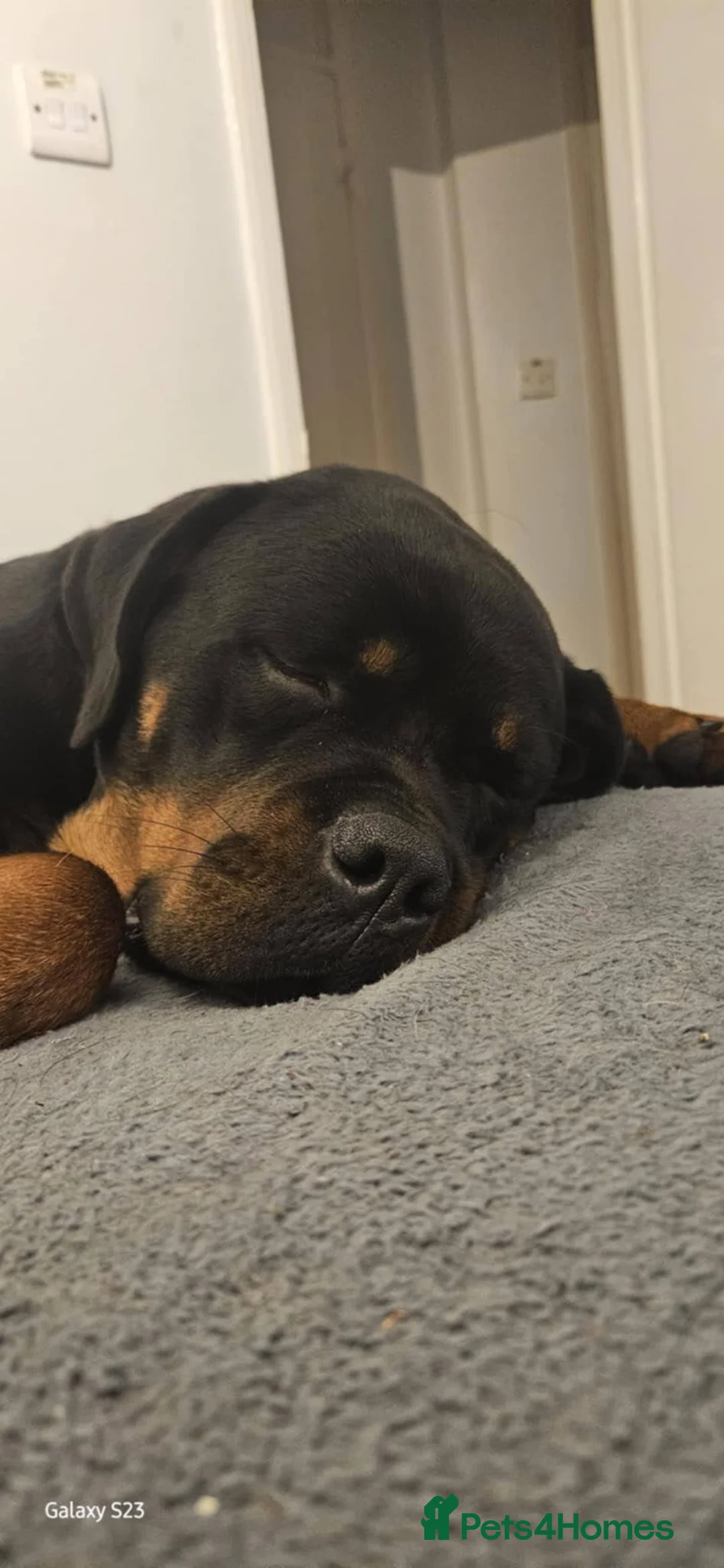 Rottweiler dogs for sale: 2 and a half year old female Rottweiler  - Advert 4