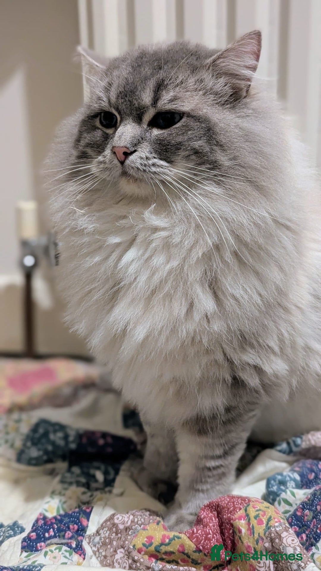 Ragdoll cats for stud: King Baloo 👑  - Advert 6