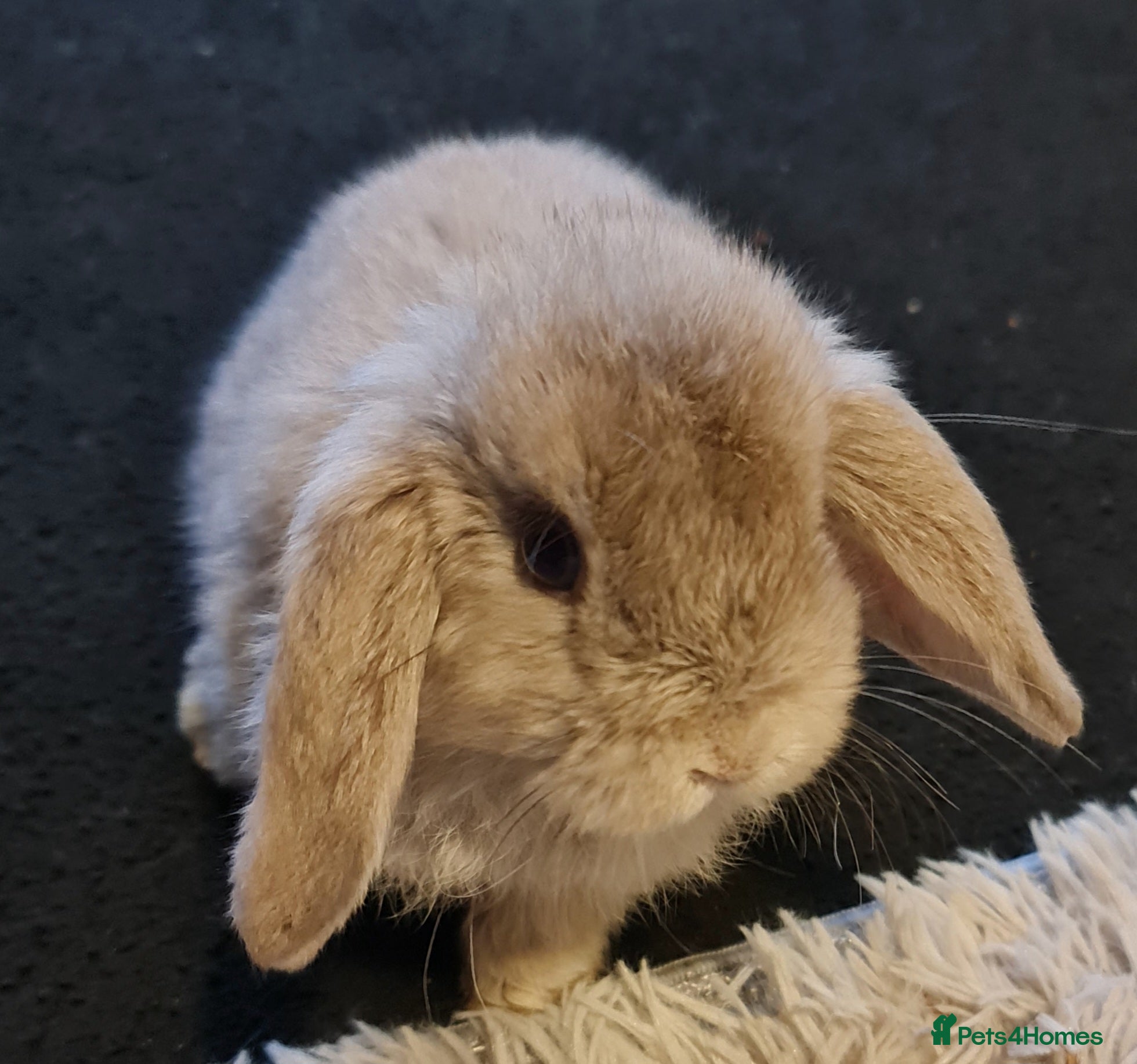 Mini Lop rabbits Pure bread mini lops  - Advert 12