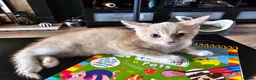 Mixed Breed cats for sale: 4 adorable female kittens for sale  - Advert 24