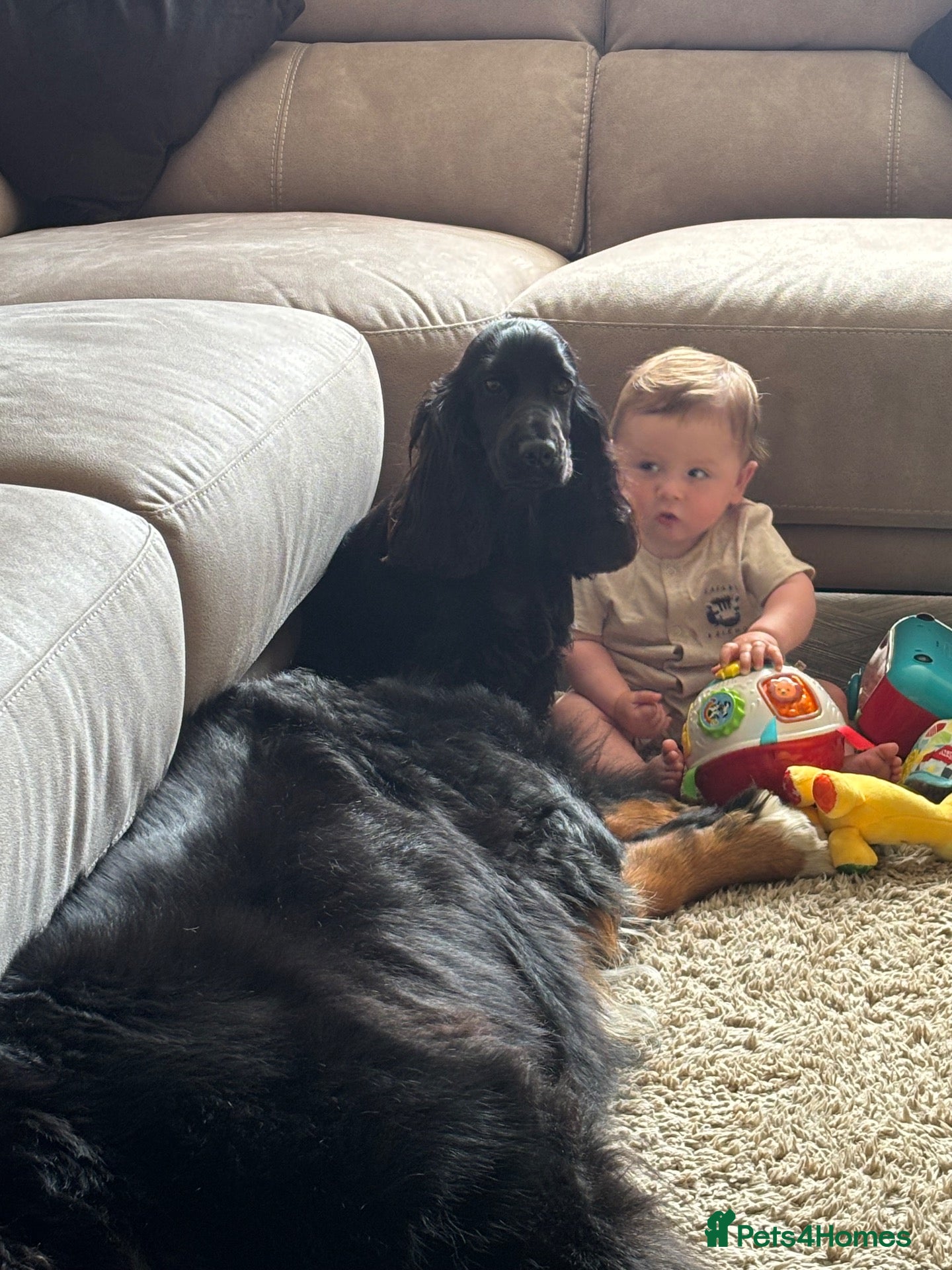 Cocker Spaniel dogs Beautiful Female Black show type Cocker Spaniel  - Advert 2