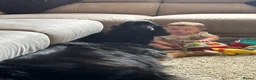 Cocker Spaniel dogs for sale: Beautiful Female Black show type Cocker Spaniel  in Eastbourne - Advert 2
