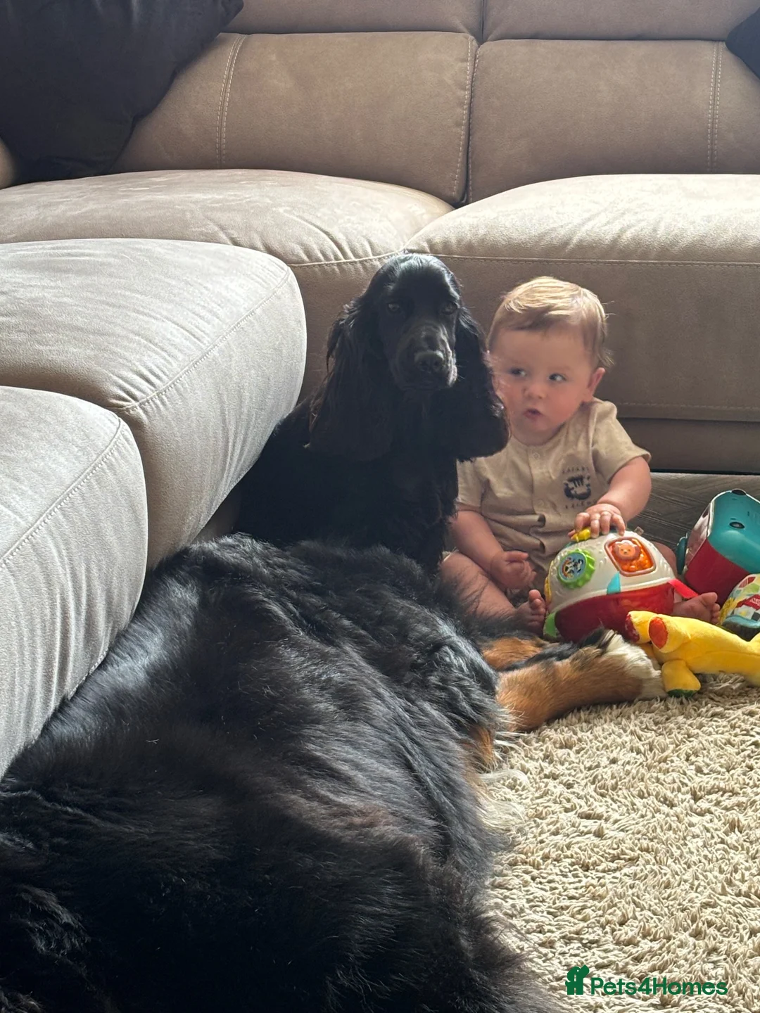 Cocker Spaniel dogs for sale: Beautiful Female Black show type Cocker Spaniel  in Eastbourne - Advert 2