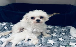 Maltese dogs for sale: Tiny Kc registered boys only  🩷💙💙 - Image 6