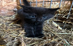 Ragdoll cats for sale: RagDoll X Kittens - Image 4