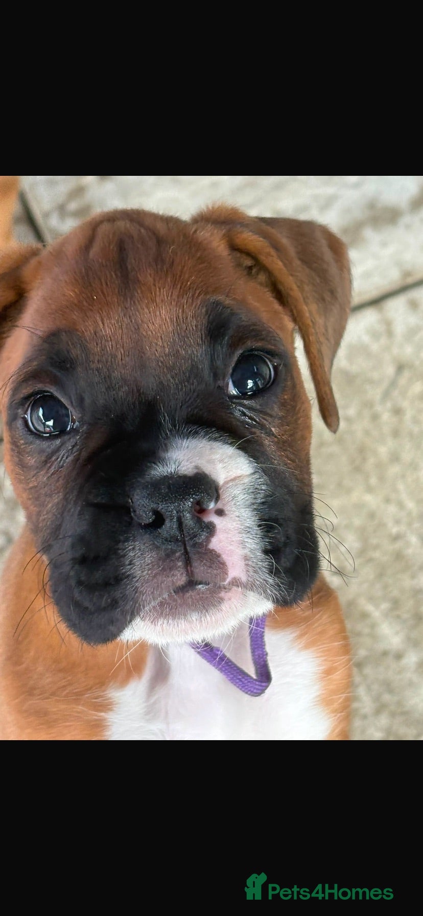 Boxer dogs Stunning litter of adorable boxer Puppies - Advert 1