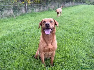 Labrador Retriever dogs KC REGISTERED GORGEOUS LABRADOR PUPPIES - Advert 9