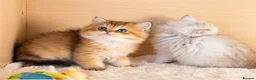 British Longhair cats for sale: BLH Golden Shaded Kittens Looking4 Forever Homes - Advert 5