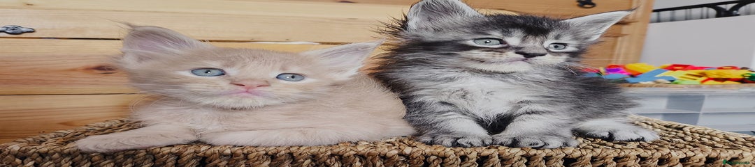 Maine Coon Kitten 1
