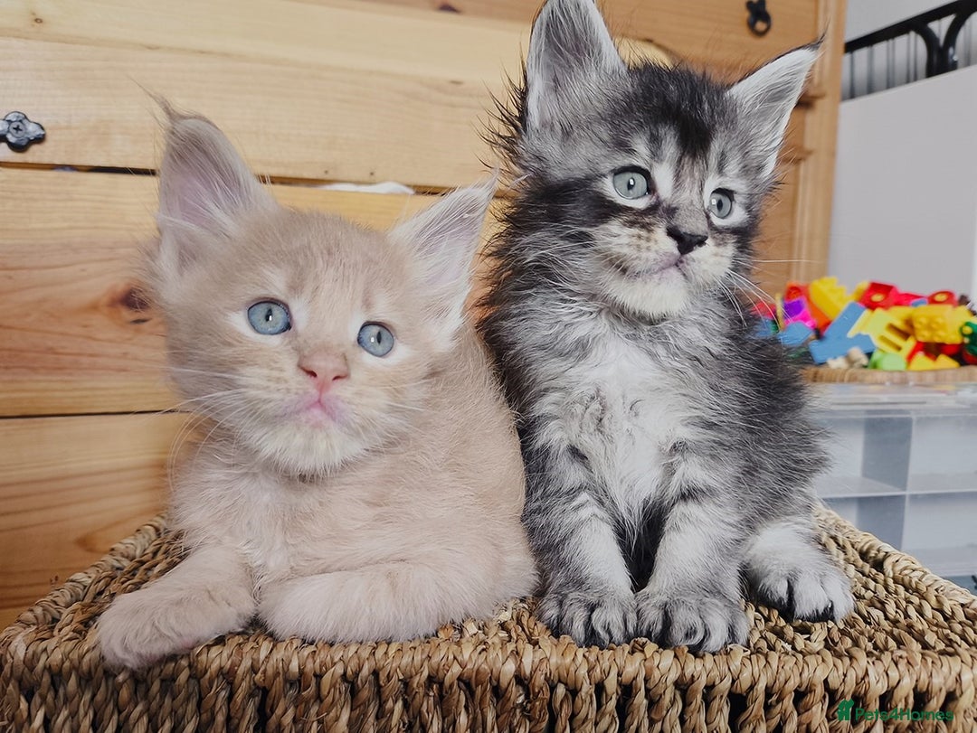 Maine Coon cats for sale: Maine coon kittens champion lines, DNA health test - Image 9