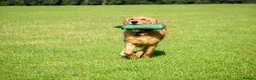 Golden Retriever dogs for sale: Working Golden Retriever Puppies - Advert 7
