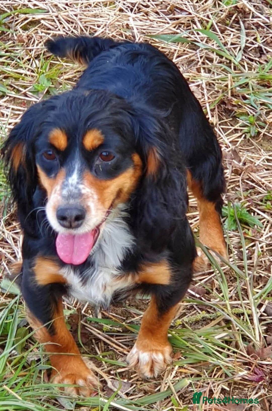 Cocker Spaniel dogs for sale: Cocker spaniels puppy's  - Advert 1