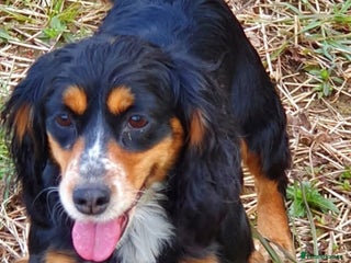 Cocker Spaniel dogs Cocker spaniels puppy's - Advert 12