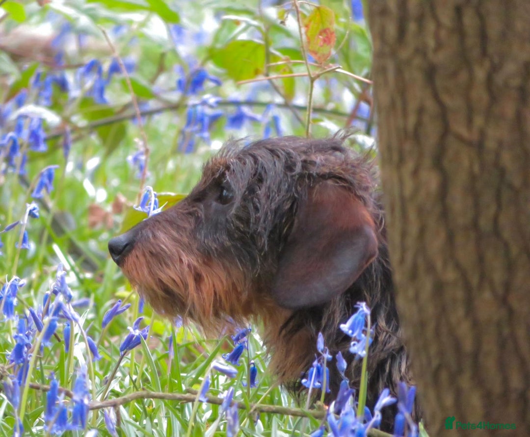 Miniature Dachshund dogs for stud: Digby - Advert 1