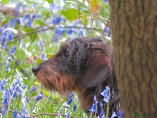 Miniature Dachshund dogs Digby - Advert 2