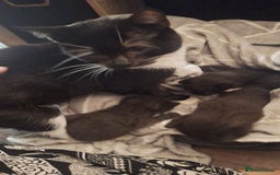 Mixed Breed cats for sale: 3 gorgeous kittens 😸  - Image 2