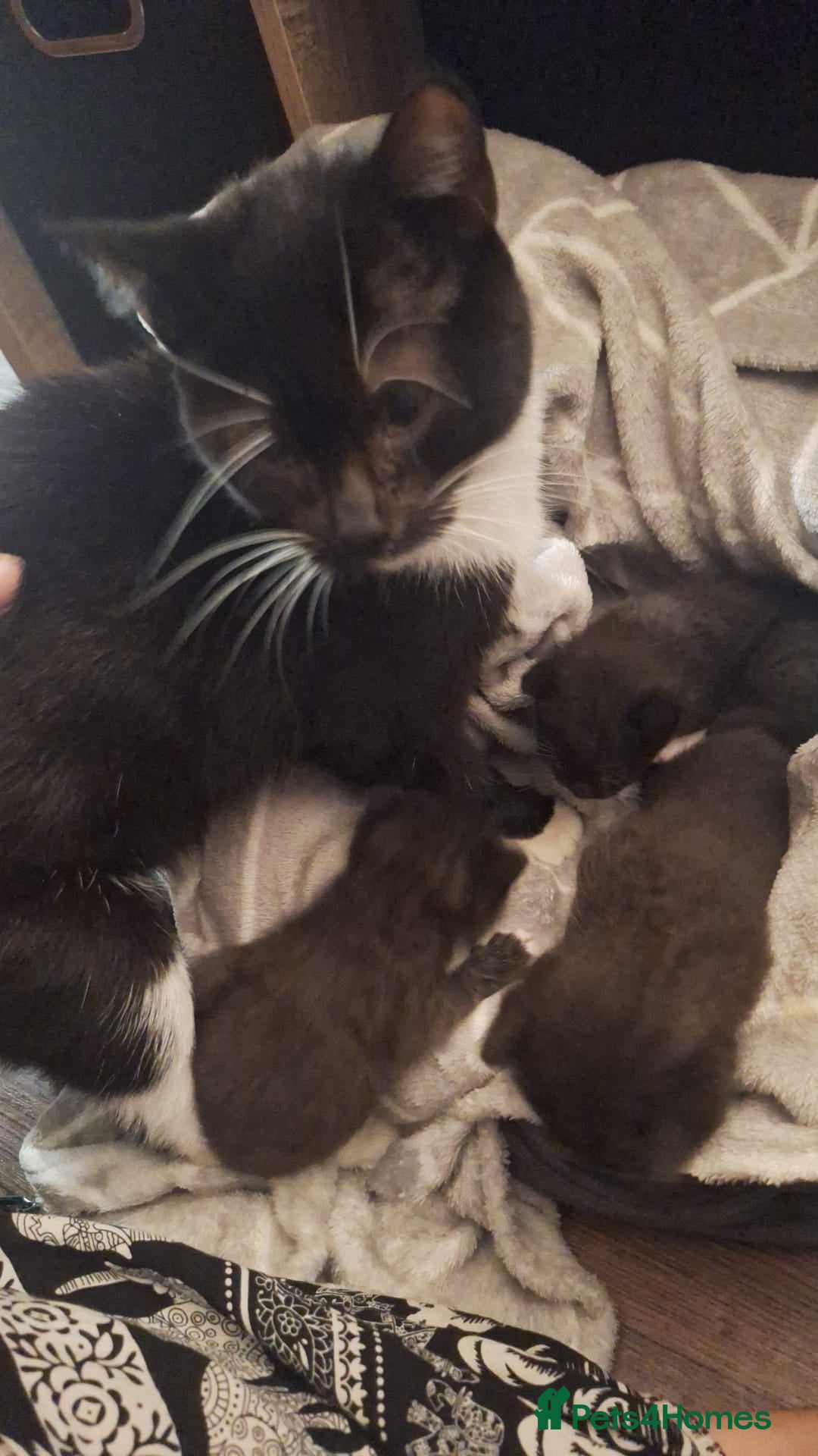 Mixed Breed cats for sale: 3 gorgeous kittens 😸  - Image 2