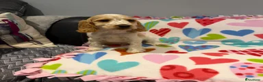 Cocker Spaniel Puppy 1