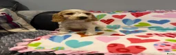 Cocker Spaniel dogs for sale: Gorgeous cocker spaniel pups ready to go  - Advert 19
