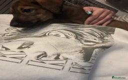 Mixed Breed dogs for sale: German shepherd x whippet  - Image 21