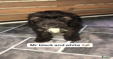 Cockapoo dogs - Advert 4