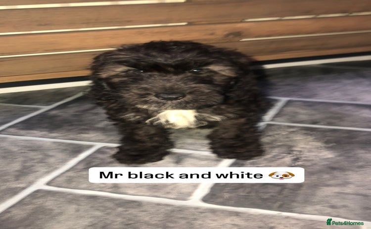 Cockapoo dogs - Advert 2