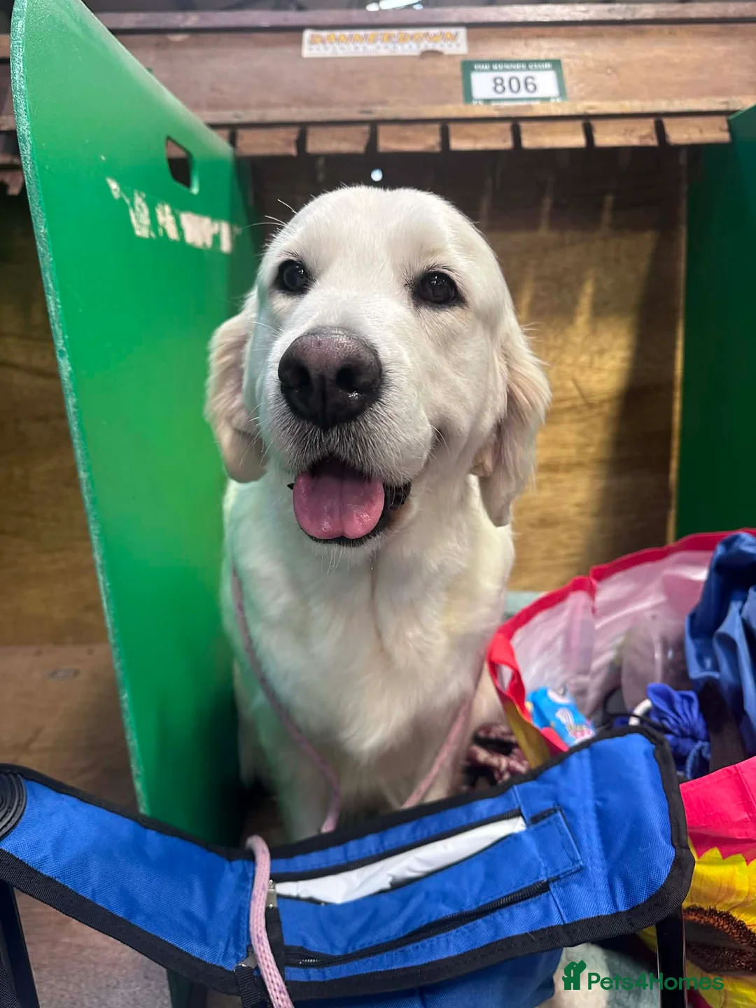 Golden Retriever dogs for sale: Beautiful golden retriever girl in Bideford - Advert 12