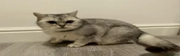 British Shorthair cats for sale: Silver Champion Line British Shorthair - Advert 6