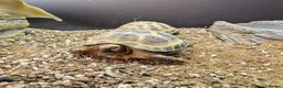 Tortoise reptiles for sale: Baby Horsefield tortoises from £159.99 in Chorley - Advert 4