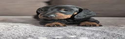 Dachshund dogs for sale: Champion Line Standard Dachshund  in Coventry - Advert 13