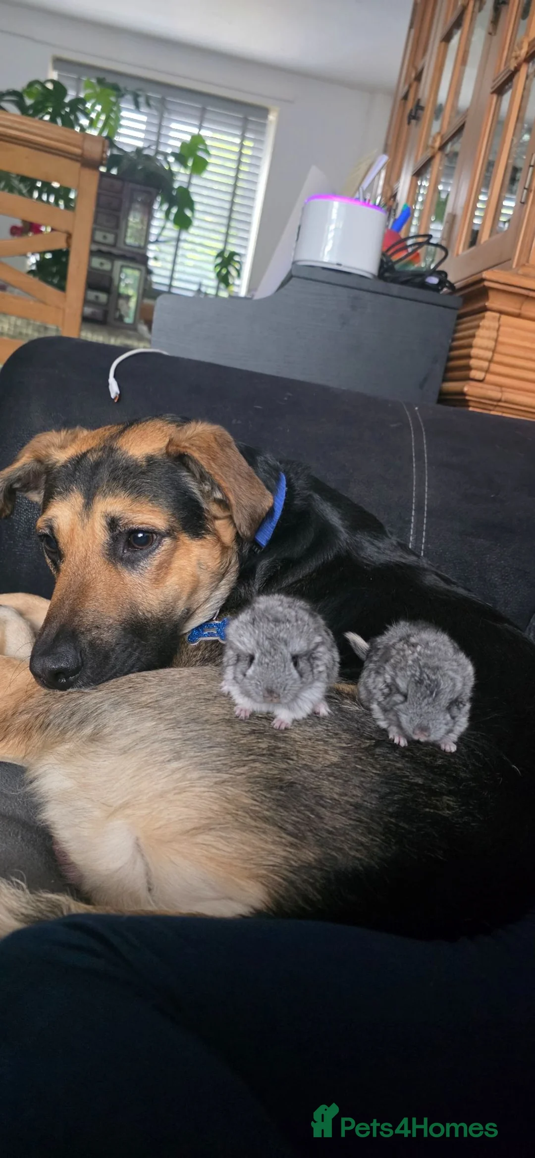 Chinchilla rodents for sale: Lovely chinchila kits all standard  - Advert 1